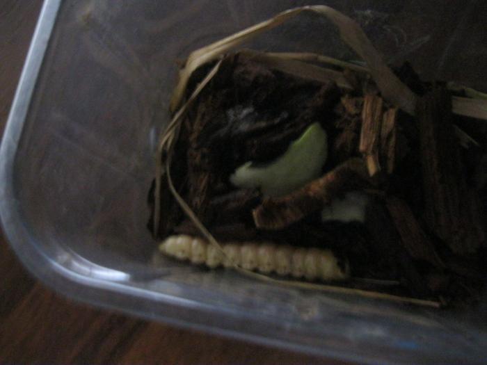 это контейнер .